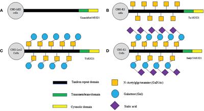 MUC21: a new target for tumor treatment